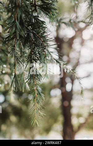 Raindrops on a fluffy fresh branches of larch. Close-up. Selective focus. Stock Photo