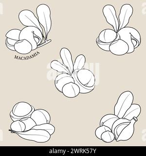 Macadamia nuts with leaves. Organic macadamia nuts collection. Outline set of nuts. Macadamia nut oil. Vector illustration Stock Vector