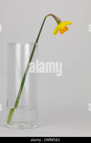 single daffodil in a clear glass straight vase against a pale background Stock Photo
