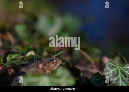 13 March 2024, Saxony-Anhalt, Ramstedt: A common toad sits in the undergrowth of a forest on the edge of the spawning water. In Saxony-Anhalt, the amphibian migration has already passed its peak. Due to the mild and wet weather in February, employees and volunteers had already set up the toad fence in Ramstedt on February 17, 2024. In 2023, the toad fence was not erected until March 13, 2023. The peak of the amphibian migration in 2023 was March 20 with 1113 animals. This year, most of the amphibians in Ramstedt were already collected on February 23 and brought to the spawning waters by road. Stock Photo