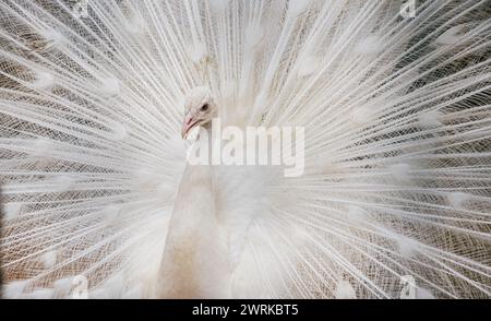 Close-up of beautiful white peacock with feathers out Stock Photo