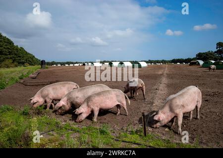 Outdoor reared pigs Iken Suffolk UK Stock Photo