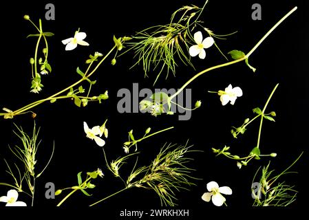 In the picture, field grass is scattered on a dark background, which has created a textural pattern with its stems, flowers and leaves. Stock Photo