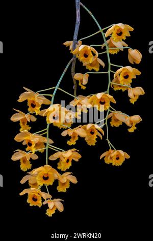 Closeup view of blooming tropical orchid species dendrobium fimbriatum with bright yellow and black clusters of flowers isolated on black background Stock Photo
