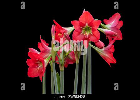 Closeup view of bright red blooming hippeastrum puniceum flowers aka Barbados lily, Easter lily or cacao lily isolated outdoors on black background Stock Photo