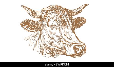 Cow, bull, beef. Vintage retro print, black white cow, bull, beef sketch ink pencil drawing, engrave old school. Sketch artwork silhouette head cow. Side view profile beef bull. Vector Illustration Stock Vector