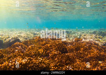 Various tropical fish abudefduf feed in the warm unser water of the ocean among corals. School of parrot fish spawning and feeding shallow water, shoa Stock Photo