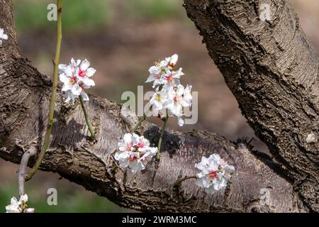 The close-up of exquisite beauty of an almond flower in full bloom Stock Photo