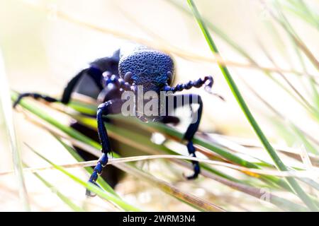 Black Oil-beetle Stock Photo