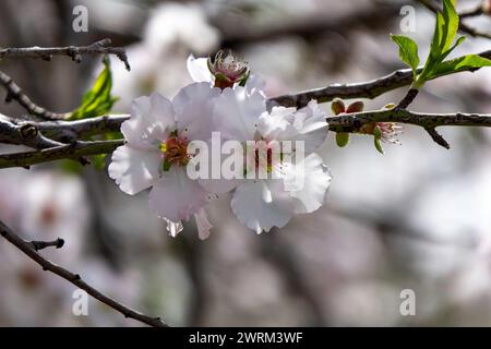 The close-up of exquisite beauty of an almond flower in full bloom Stock Photo
