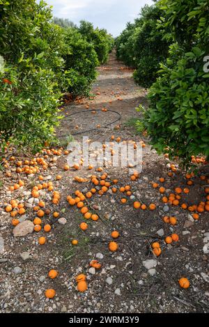 Oranges left unpicked to rot on ground due to lack of rain and dryness of fruit, Alcalali, Marina Alta, Alicante Province, Valencia, Spain, Europe Stock Photo