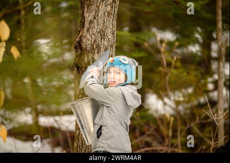 Grand-father and kids harvesting Maple sap during spring the old fashioned way Stock Photo