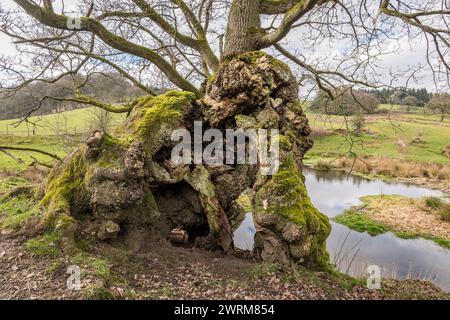 A huge, hollow 'pedunculate' oak tree (Quercus robur) deep in the Radnorshire countryside. Officially an 'ancient' tree, at least 700 years old Stock Photo