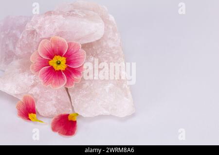 rose morn petunia flower with fallen petals splitting rose quartz rock against a pale background studio high resolution image with copy space Stock Photo