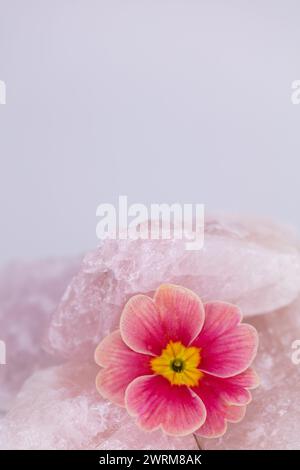 rose morn petunia flower with fallen petals splitting rose quartz rock formation against a pale background studio high resolution image Stock Photo