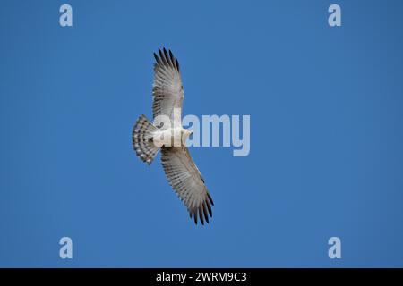 Short-toed Eagle - Circaetus gallicus Stock Photo
