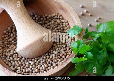 Coriander seeds in wooden mortar and fresh coriander leaves Stock Photo