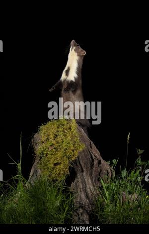 An alert polecat stands on hind legs atop a moss-covered stump, curiously scanning the night sky against a stark black background Stock Photo