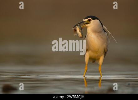 A poised Black-Crowned Night Heron stands in calm waters, showcasing its catch with a subdued backdrop at dawn Stock Photo