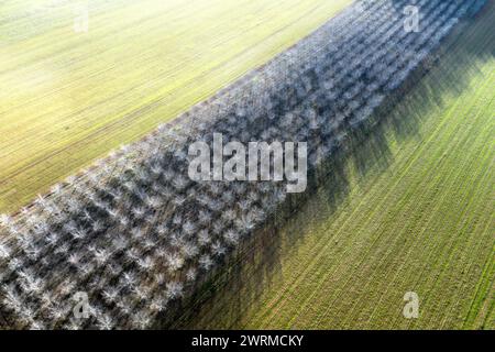 This image features an aerial perspective of farmland highlighting the contrast between plowed fields and a barren tree area, showing texture and patt Stock Photo