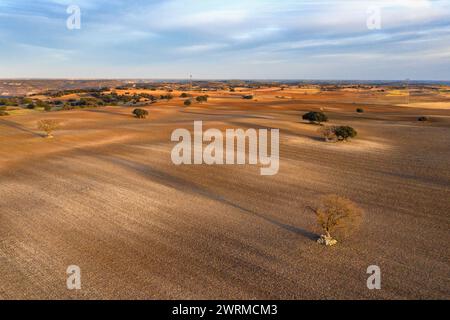 Aerial view of a vast, gently undulating rural landscape bathed in the warm glow of the golden hour, with scattered trees and open fields. Stock Photo