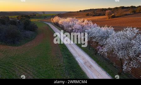A tranquil country dirt road winds through a landscape with rows of trees adorned in white and pink blossoms as the setting sun casts a warm glow. Stock Photo