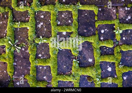 A top view of old cobblestone pavement covered in vibrant green moss with scattered plants and petals Stock Photo