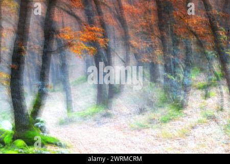 Artistic rendering of an autumnal forest path with a dreamlike, blurred aesthetic, evoking a sense of mystery and tranquility Stock Photo