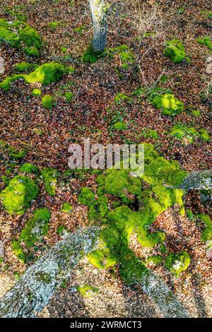 Vibrant green moss growing on forest floor among fallen leaves and tree roots. Stock Photo