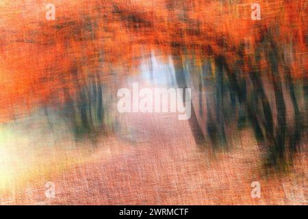 Abstract image capturing a path through a forest with a dynamic brushstroke effect, creating a vivid, textured scene of Cascadeño oaks in fall Stock Photo