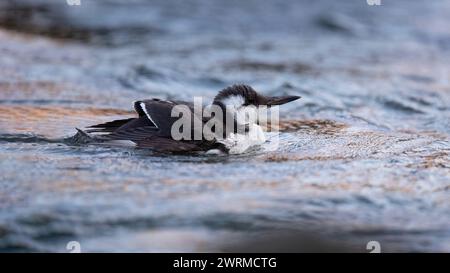 A juvenile guillemot bird rests on the water's surface amidst gentle ripples, showcasing its natural habitat and behavior Stock Photo