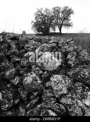 Monochrome image capturing a textured rocky foreground leading to silhouetted Oak trees against a clear sky. Stock Photo