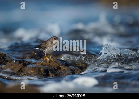 A peaceful scene of a small Purple Sandpiper bird standing on wet rocks amidst gentle, foamy sea waves under a soft light Stock Photo