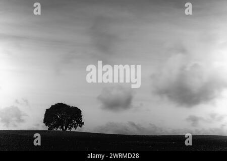 A lone Holm oak tree stands atop a gentle hill, its silhouette contrasting against a dramatic and cloudy sky in a black and white landscape. Stock Photo