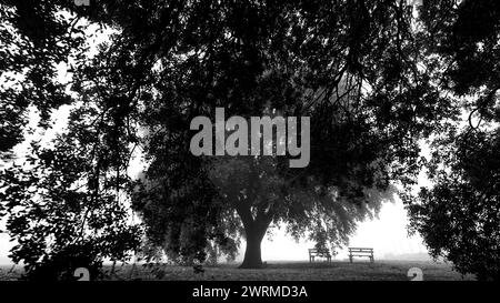 Mysterious black and white image of a solitary Holm oak tree with a bench under its canopy in a foggy landscape. Stock Photo