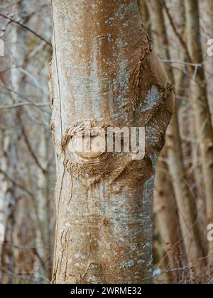 Close-up of a tree trunk showcasing unique bark patterns and textures, reminiscent of eyes and faces, in a serene forest setting. Stock Photo