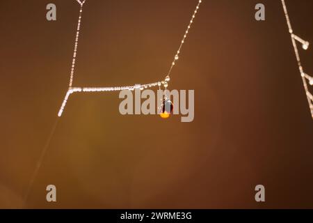 Ladybug on a delicate dew-kissed spider web against a soft brown background. Stock Photo