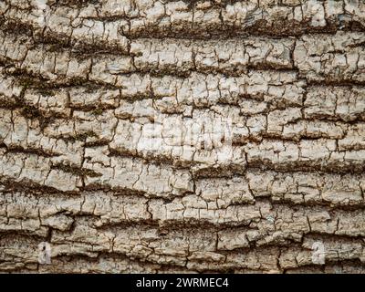 Close-up of a tree's textured bark showing detailed patterns and a hint of moss, symbolizing nature's intricate designs. Stock Photo