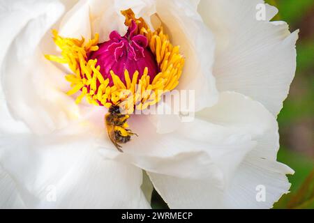 A diligent bee gathers pollen from the vibrant yellow stamens of a white peony in full springtime bloom. Stock Photo