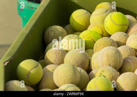 A close-up view of used yellow tennis balls stored in a green bin on a tennis court. Stock Photo