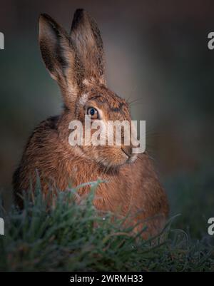 A Brown Hare (Lepus europaeus) portrait in early morning light on east of England farmland Stock Photo