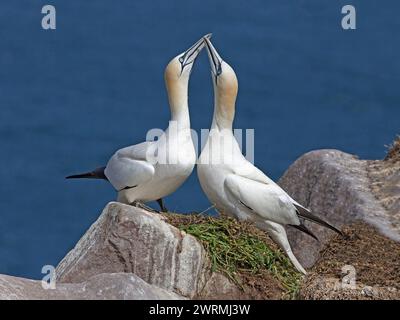Pair of adult northern gannet on nest in courtship display Stock Photo