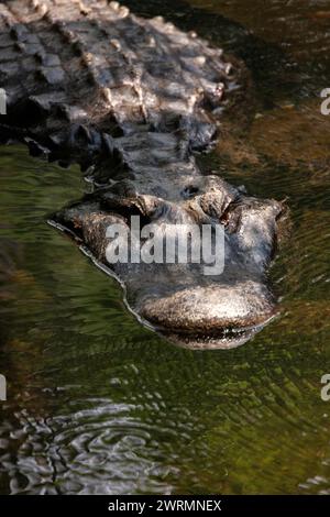 A Florida alligator swimming in the clear waters of the Crystal Springs River at the Ellie Schiller Homosassa Springs Wildlife State Park in Homosassa Springs, Florida. Stock Photo