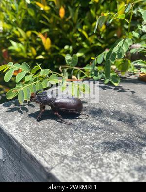 Rhinoceros beetle on post with vegetation in Bali Stock Photo