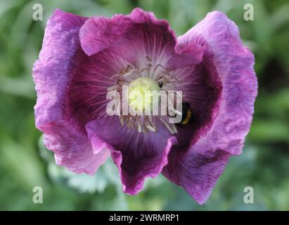 Tulips (Tulipa) form a genus of spring-blooming perennial herbaceous bulbiferous geophytes (having bulbs as storage organs). The flowers are usually l Stock Photo