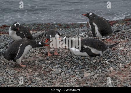 Penguin Gentoo (Pygoscelis papua), displaying, Danco Island, Antarctic Peninsular, January 2024 Stock Photo