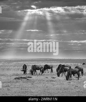 Wildebeests Connochaetes gnu grazing on grass in the Maasai Mara, Kenya, East Africa, Africa Copyright: SpencerxClark 1320-246 Stock Photo