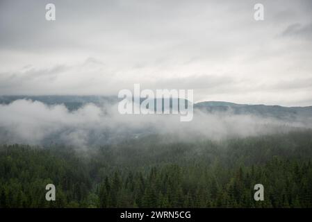 panoramic view of misty forest. far horizon. Stock Photo