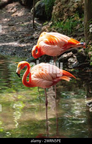 American flamingoes stand in a stream at the Ellie Schiller Homosassa Springs Wildlife State Park in Homosassa Springs, Florida. Stock Photo