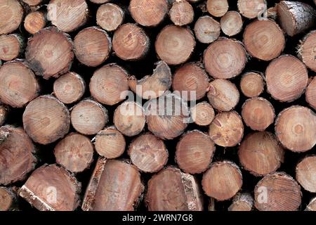 Close up detail from a pile of pine logs, felled and stored for use as timber, showing the rings on the cut ends. Stock Photo